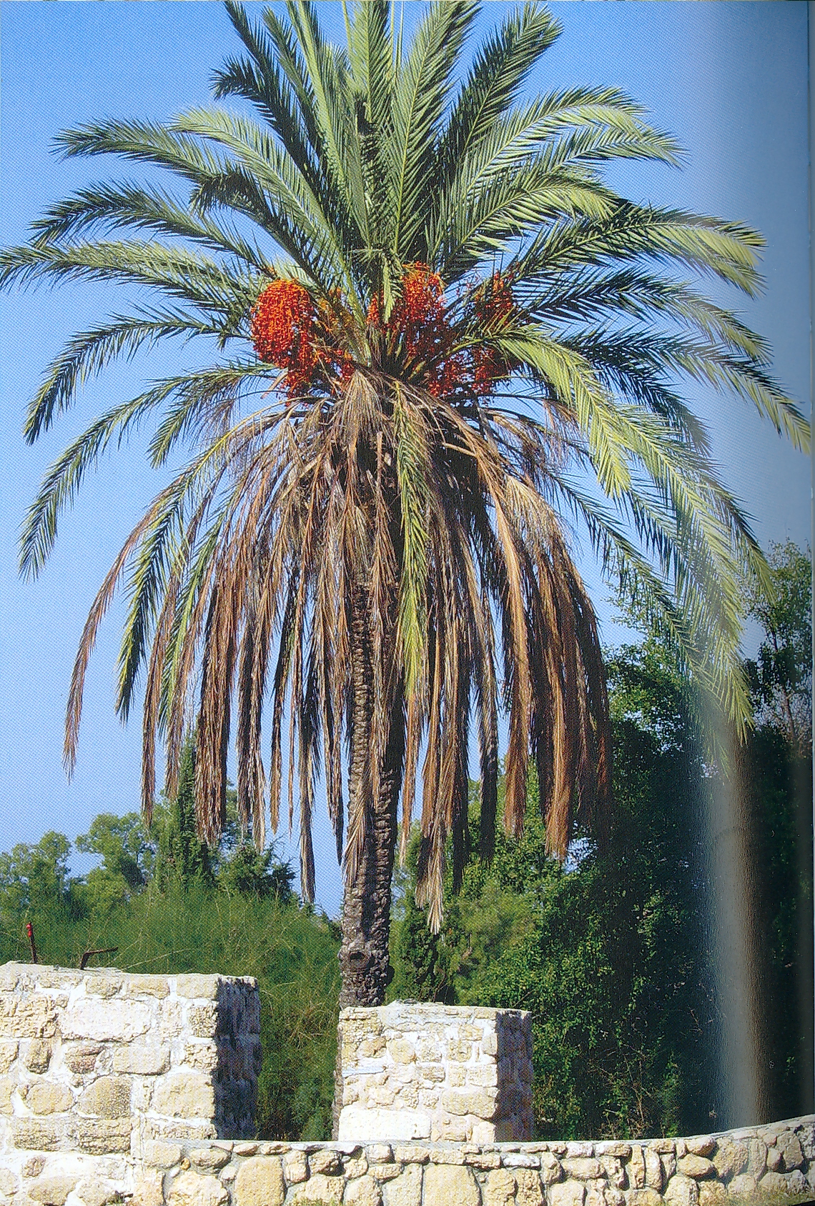 Nosal blog date palm tree